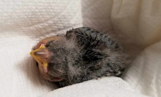 Borracho encuentra a pajarito herido y lo manda al veterinario en Uber