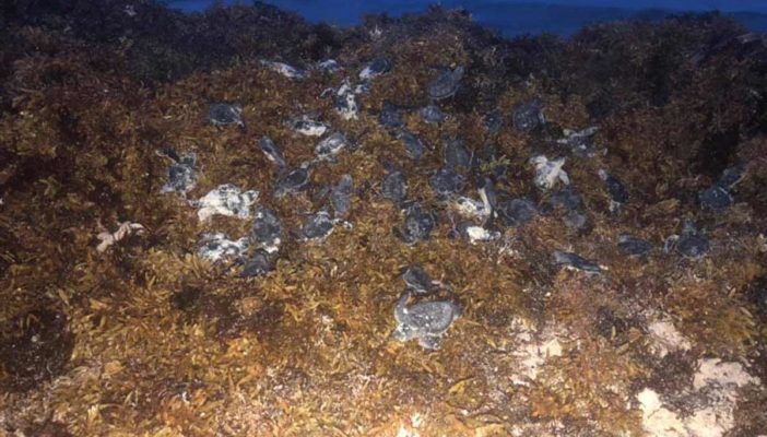 Exceso de sargazo mata a decenas de tortugas en Quintana Roo