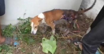 Queman a perro con asfalto hirviendo; se escondió para morir solo