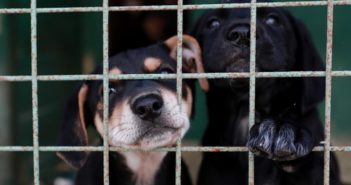 Solo en ZMG van 52 perros sacrificados por ataques a personas