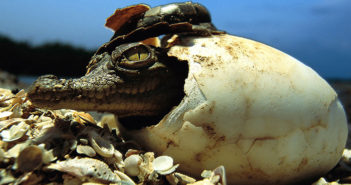 Inicia la temporada de más riesgo para los cocodrilos, invitan a crear conciencia