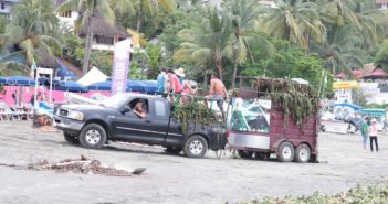 Liberan de lirio las playas de Sayulita