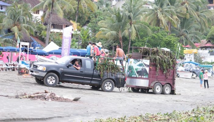 Liberan de lirio las playas de Sayulita