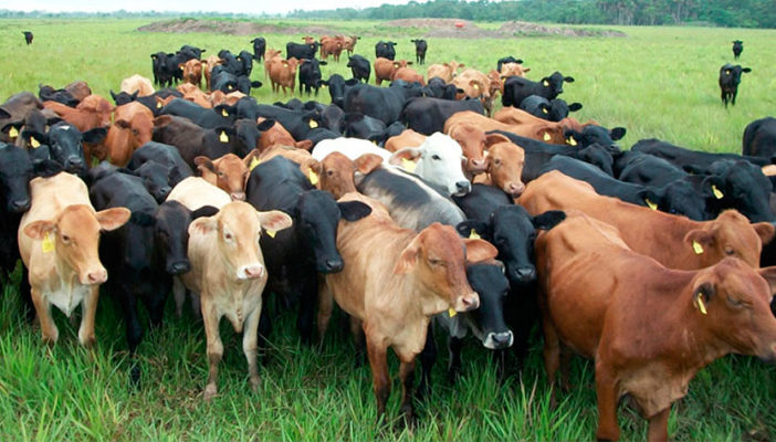Resultado de imagen para ganado bovino