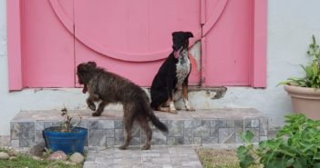 Investigará CCAAAM caso de perros agresivos en Aralias