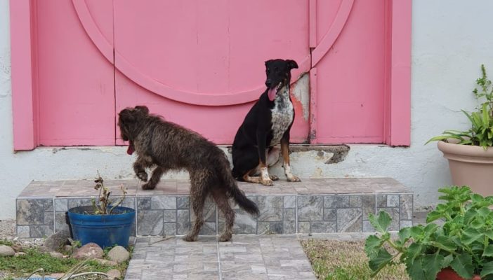 Investigará CCAAAM caso de perros agresivos en Aralias