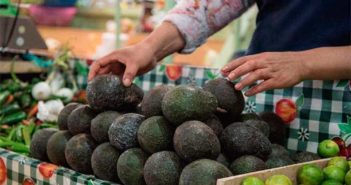 Jalisco exportará aguacates a los Estados Unidos