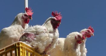 Se robaron 1,800 pollos de una camioneta en Jalisco