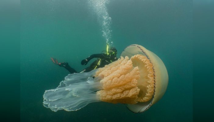 Bióloga encuentra una medusa del tamaño de un ser humano