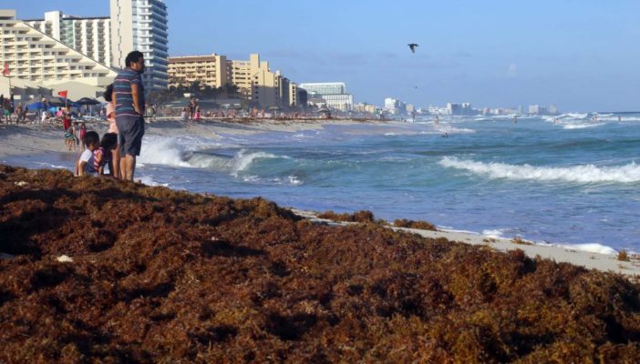 Preocupa a autoridades la llegada de sargazo a playas del Caribe