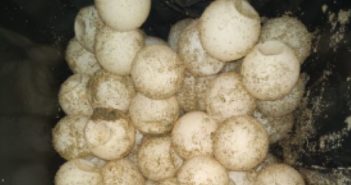 FGR inicia carpeta de investigación por el aseguramiento de huevos de tortuga en Bahía de Banderas