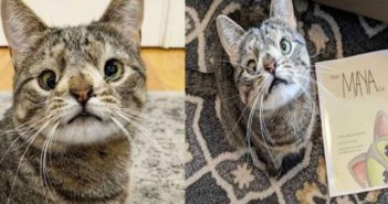 Dueña de una gatita con Síndrome de Down lanza libro para concientizar