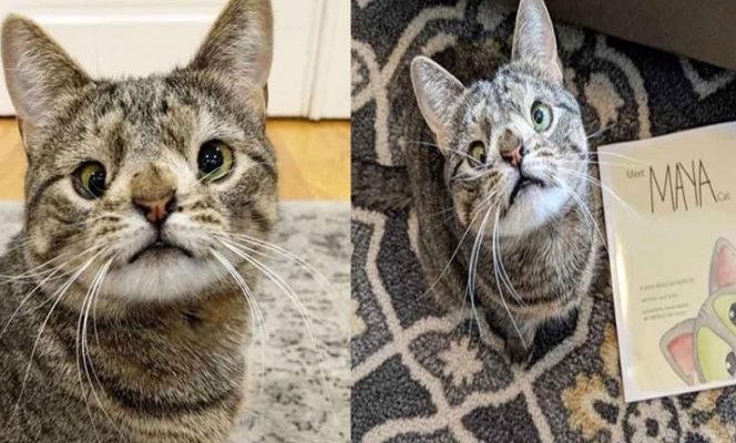 Dueña de una gatita con Síndrome de Down lanza libro para concientizar