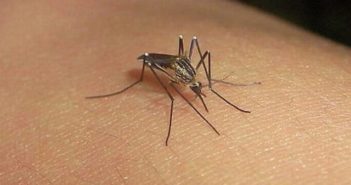 Jalisco es séptimo lugar con más casos de dengue en México