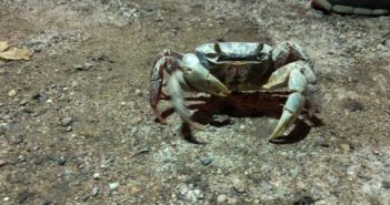 Llaman a cuidar los cajos; hay riesgo de perder la especie al corto plazo