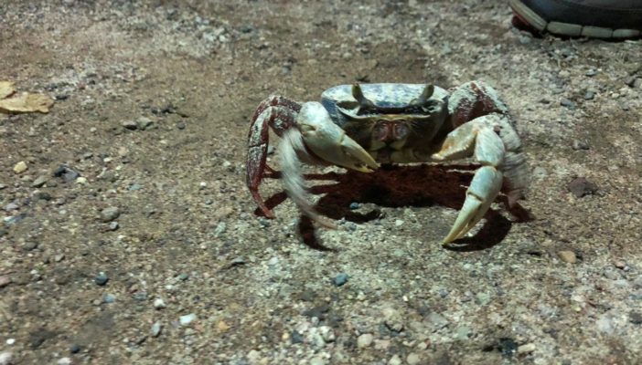 Llaman a cuidar los cajos; hay riesgo de perder la especie al corto plazo