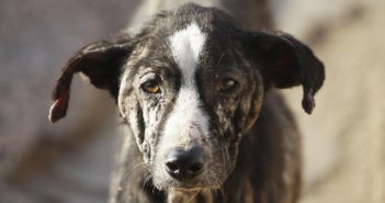 Rechazan animalistas 'eutanasia' a mascotas en Vallarta