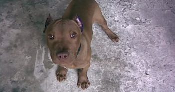 Buscarán que animales ya no sean mutilados en Puerto Vallarta