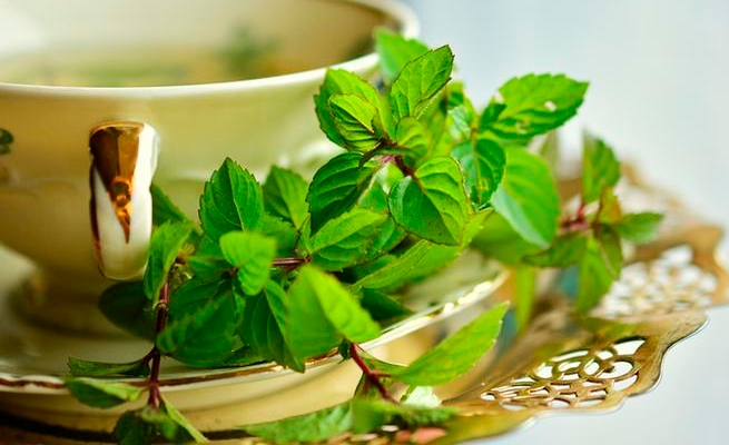 Conoce que plantas medicinales ayudan a combatir enfermedades bronquiales