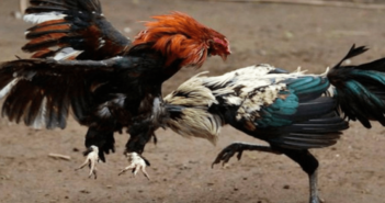 Quieren que peleas de gallos sea patrimonio cultural en Jalisco