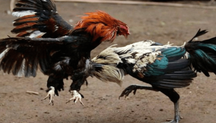 Quieren que peleas de gallos sea patrimonio cultural en Jalisco