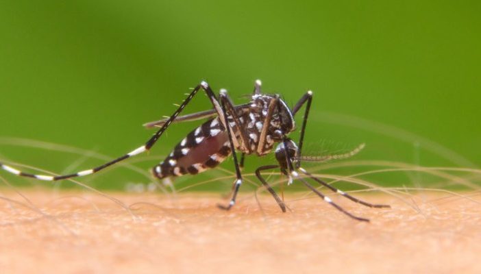 Rebasa Jalisco los 4 mil casos se dengue en 2019; emiten alerta