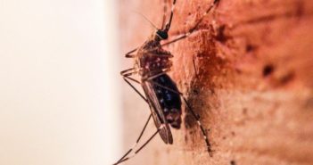 70 muertos por dengue en Jalisco en 10 años