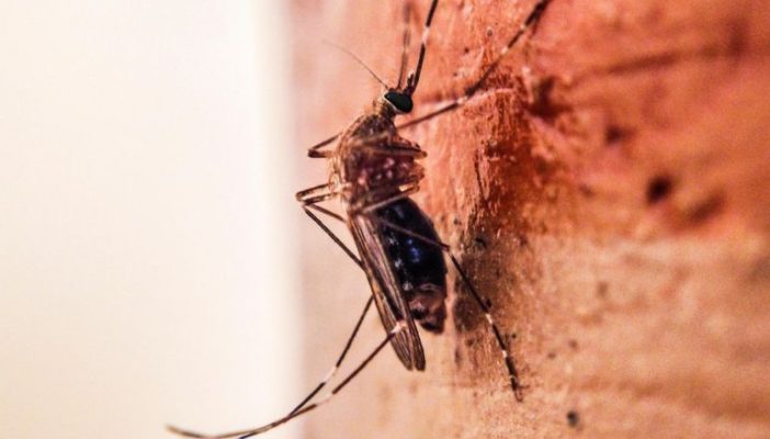 70 muertos por dengue en Jalisco en 10 años