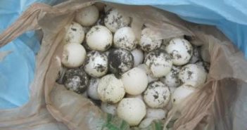 Captan a empleados municipales comiendo huevos de tortuga en Michoacán