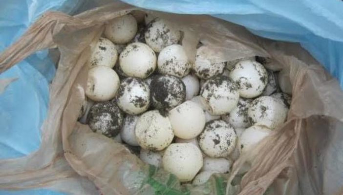 Captan a empleados municipales comiendo huevos de tortuga en Michoacán