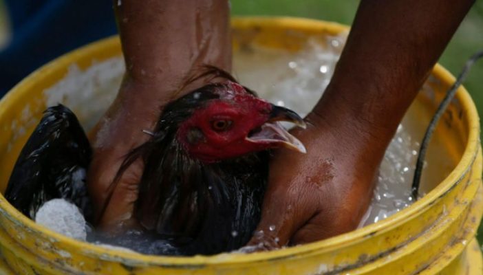 Pelean galleros por 'proteger su tradición' en Jalisco