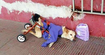 Abandonan a perrita paralizada con todo y pañales