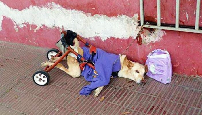 Abandonan a perrita paralizada con todo y pañales