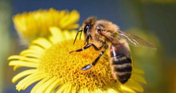 ¡Buenas noticias! Ya será penado eliminar abejas en remoción de enjambres