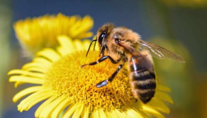 ¡Buenas noticias! Ya será penado eliminar abejas en remoción de enjambres