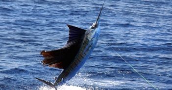 Presentan edición 64 del Torneo Internacional de Pesca PV