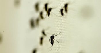 Superada la etapa más crítica de dengue, afirma Secretaría de Salud Jalisco