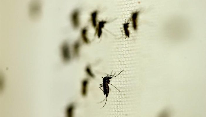 Superada la etapa más crítica de dengue, afirma Secretaría de Salud Jalisco
