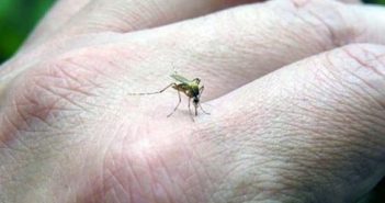 SSN también rebasada en casos de dengue; vecinos exigen fumigaciones