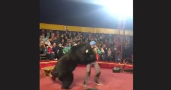 Oso ataca a su domador en un circo de Rusia