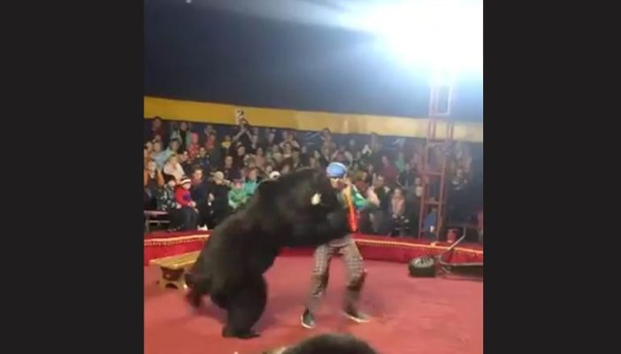 Oso ataca a su domador en un circo de Rusia