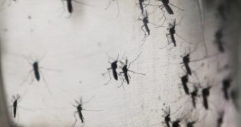 Detectan un tipo de dengue mucho más agresivo en Jalisco