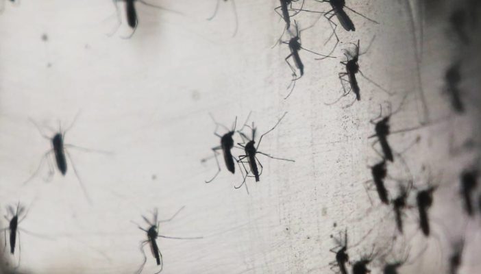 Detectan un tipo de dengue mucho más agresivo en Jalisco