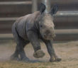 Nace rinoceronte blanco en San Diego Zoo Safari Park