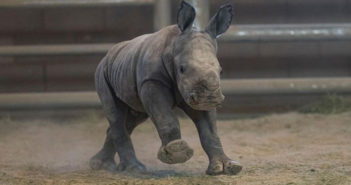 Nace rinoceronte blanco en San Diego Zoo Safari Park