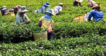 El campo de Jalisco es afectado por escasez de trabajadores