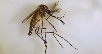 Dengue va en aumento en Jalisco; van 586 casos