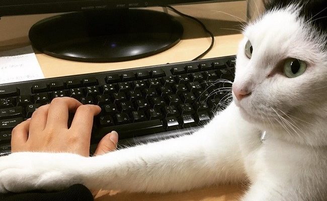 Para reducir el estrés, Japón permite mascotas en los trabajos