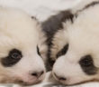 Zoológico de Berlín muestra fotos de cachorros panda gemelos