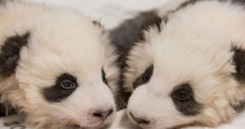 Zoológico de Berlín muestra fotos de cachorros panda gemelos
